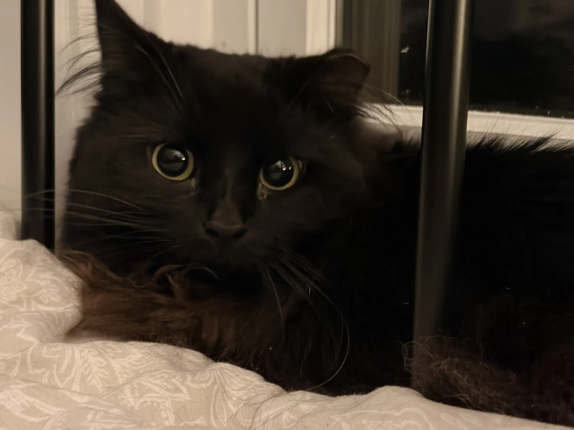 Circe Chirpy Fluffy Loving - Domestic Long Hair