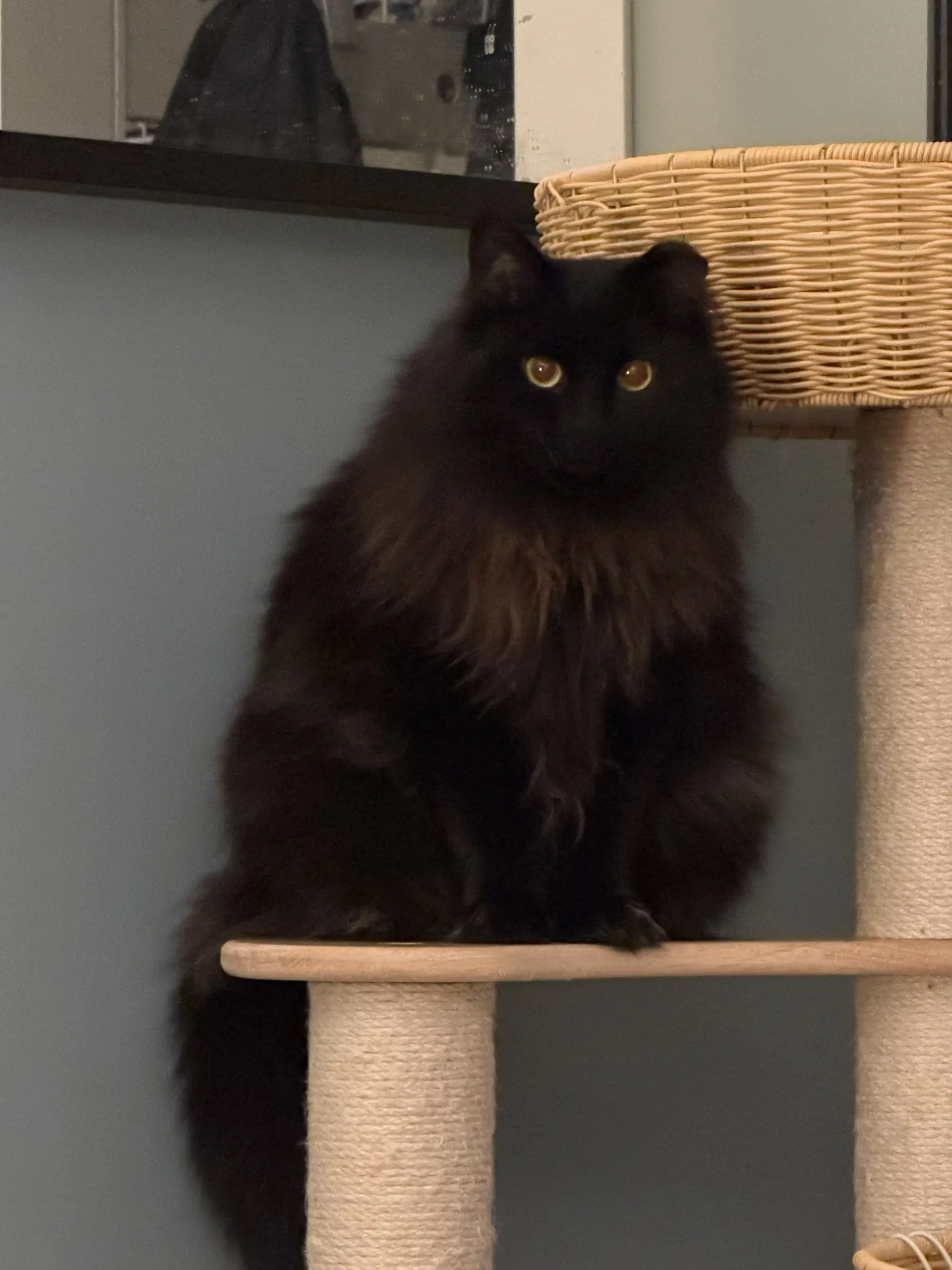 Circe Chirpy Fluffy Loving image 2
