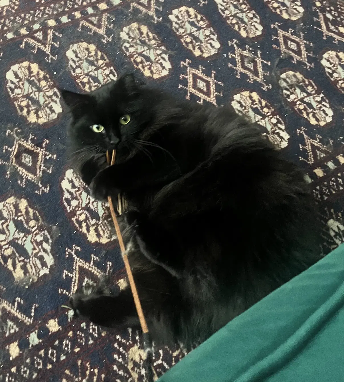 Circe Chirpy Fluffy Loving image 3