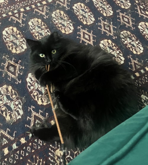 Photo 3 of Circe (chirpy, fluffy, loving)