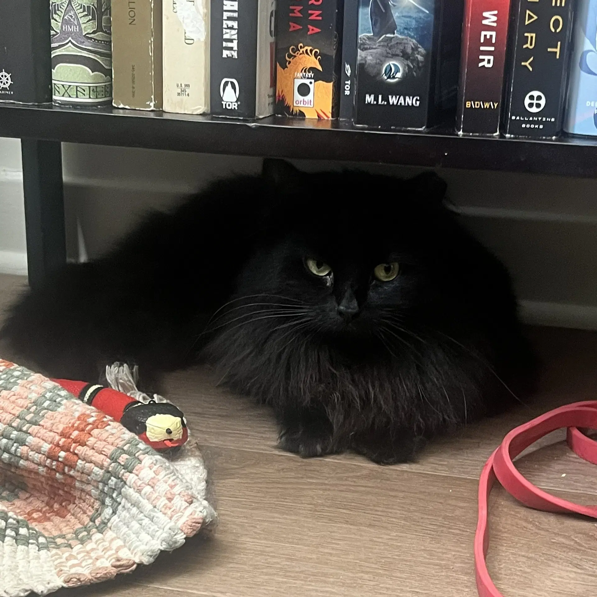 Circe Chirpy Fluffy Loving image 4