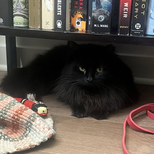 Photo 4 of Circe (chirpy, fluffy, loving)