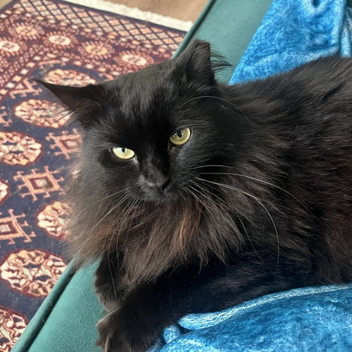 Photo 6 of Circe (chirpy, fluffy, loving)