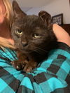 adoptable Cat in spring grove, PA named Leara