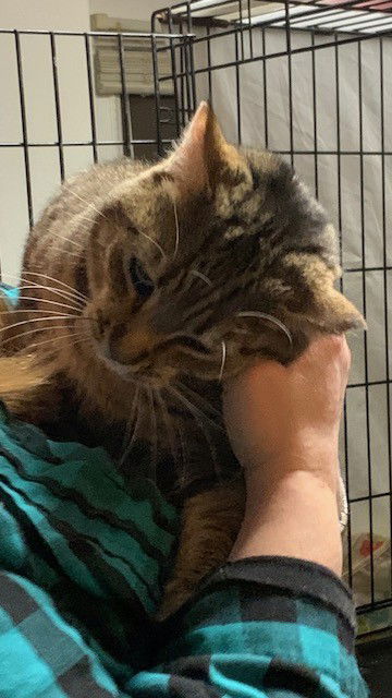 adoptable Cat in Harrisburg, PA named Milo