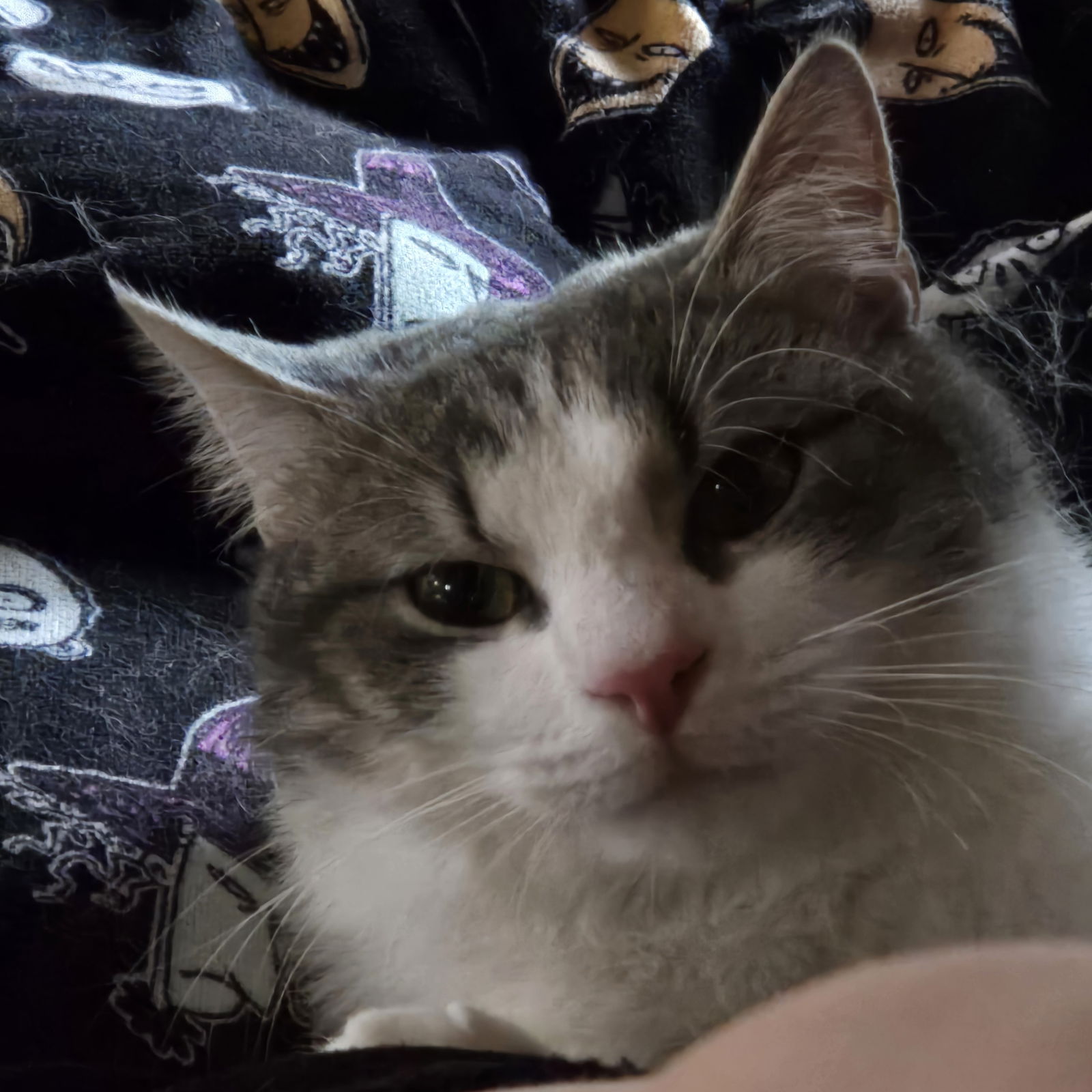 adoptable Cat in Harrisburg, PA named Pandy