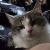 adoptable Cat in harrisburg, PA named Pandy
