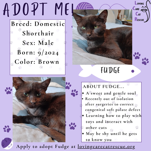 picture of the cat needing adoption