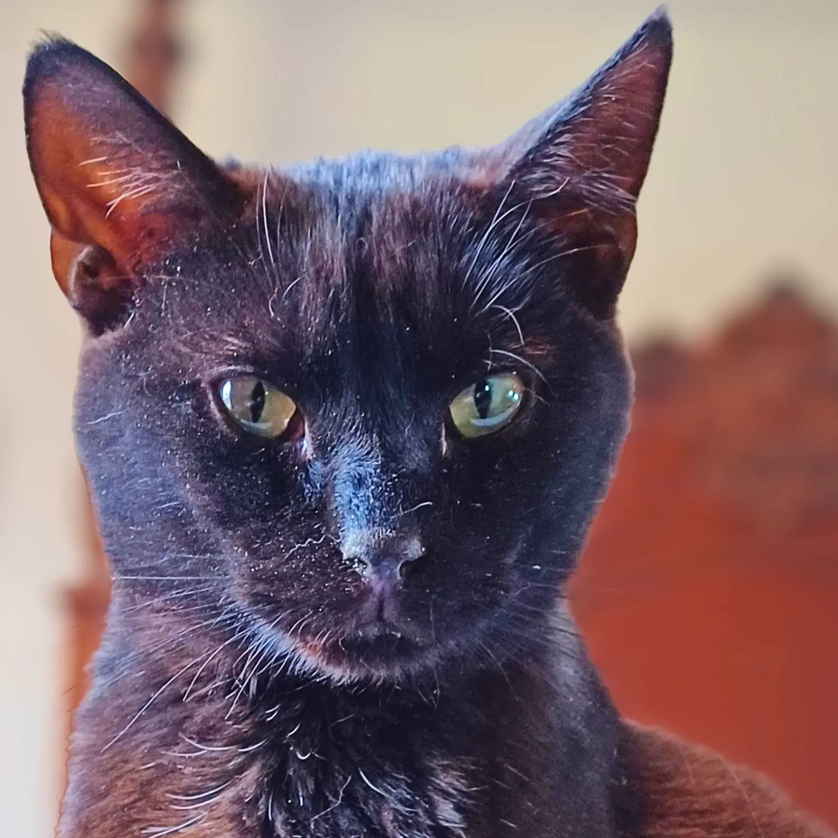Fudge - Domestic Short Hair