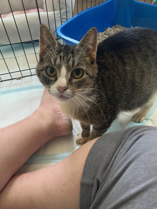 BLUE BELL - Domestic Short Hair available for adoption