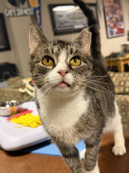 Blue Bell (friendly and social), an adoptable Domestic Short Hair in Lemoyne, PA