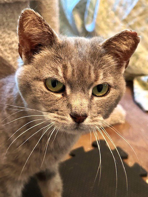 Trinity (queen of the head bumps), cat