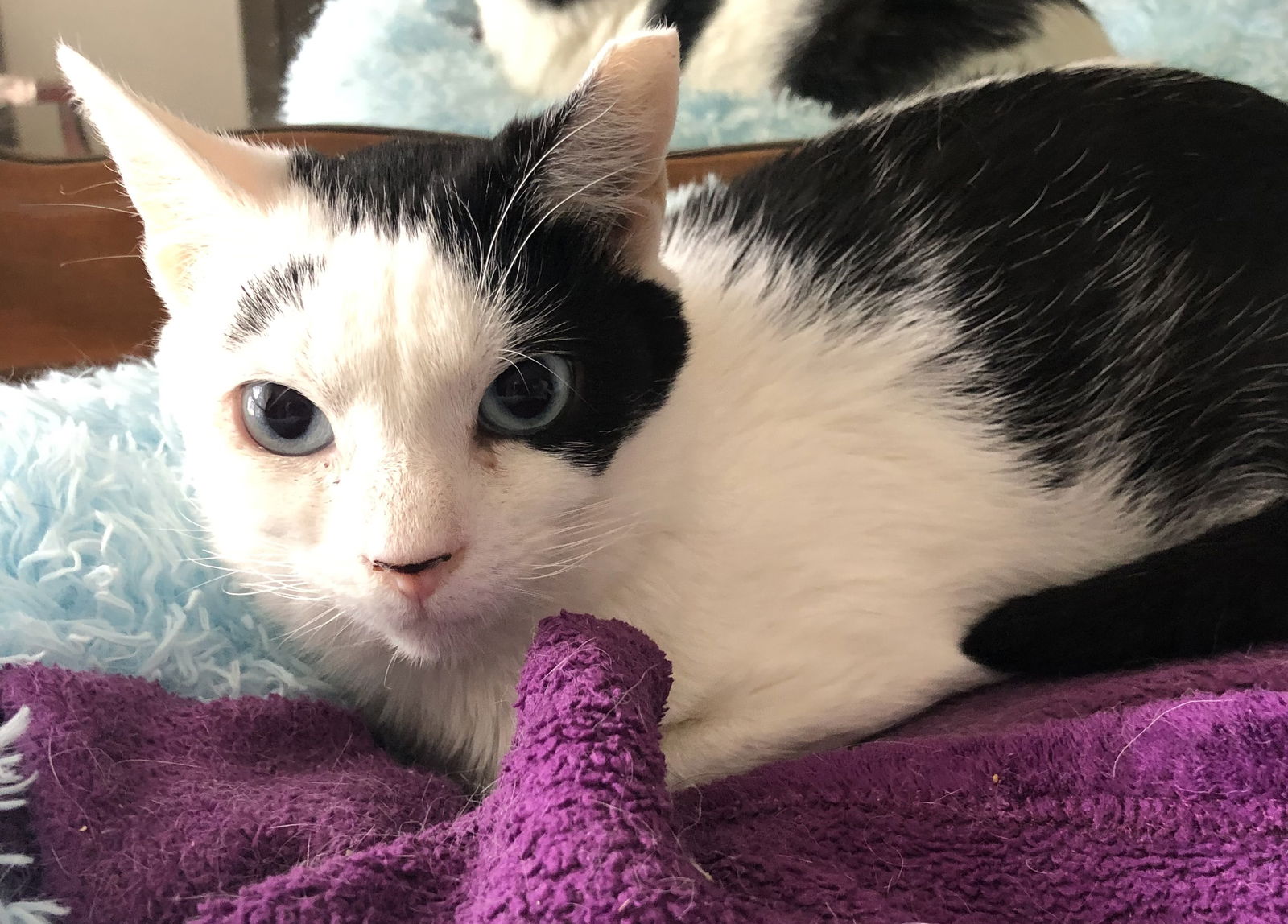 adoptable Cat in Harrisburg, PA named Penny