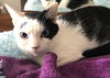 adoptable Cat in harrisburg, PA named Penny
