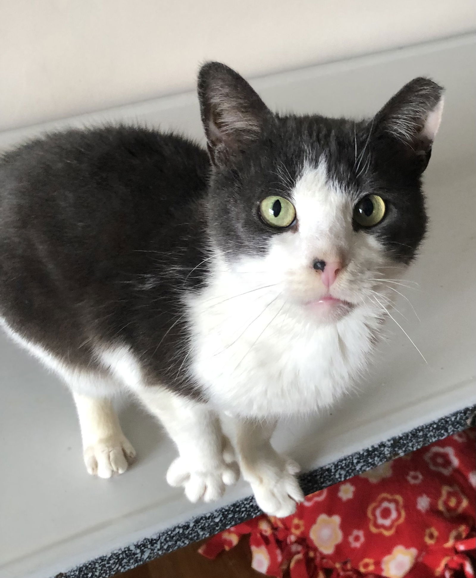 adoptable Cat in Harrisburg, PA named Kenny