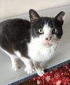 adoptable Cat in harrisburg, PA named Kenny
