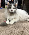 adoptable Cat in  named Bella