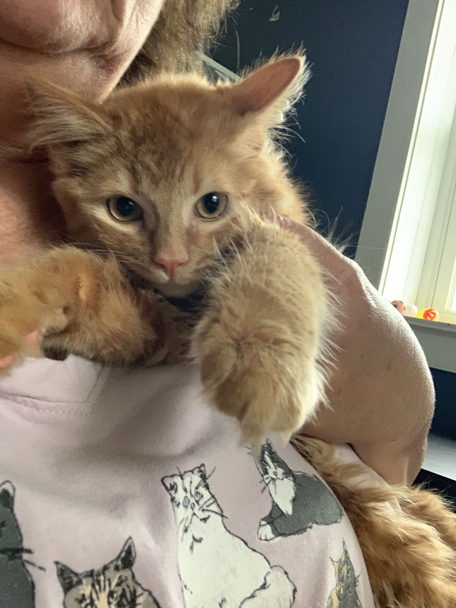 adoptable Cat in Harrisburg, PA named Beckham