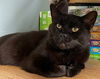 adoptable Cat in harrisburg, PA named Persephone (sweet panther kitty)