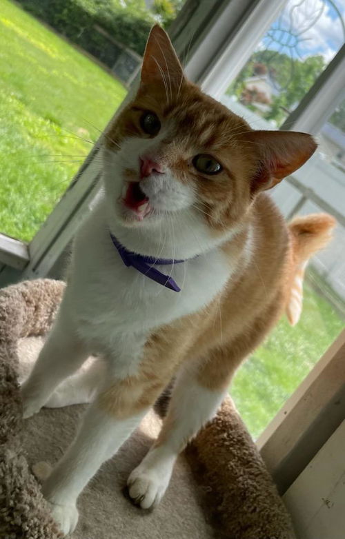 Cheeto Burrito (the perfect orange kitty)