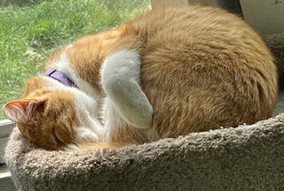 Cheeto Burrito (the perfect orange kitty)