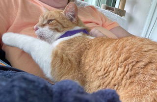 Cheeto Burrito (the perfect orange kitty)