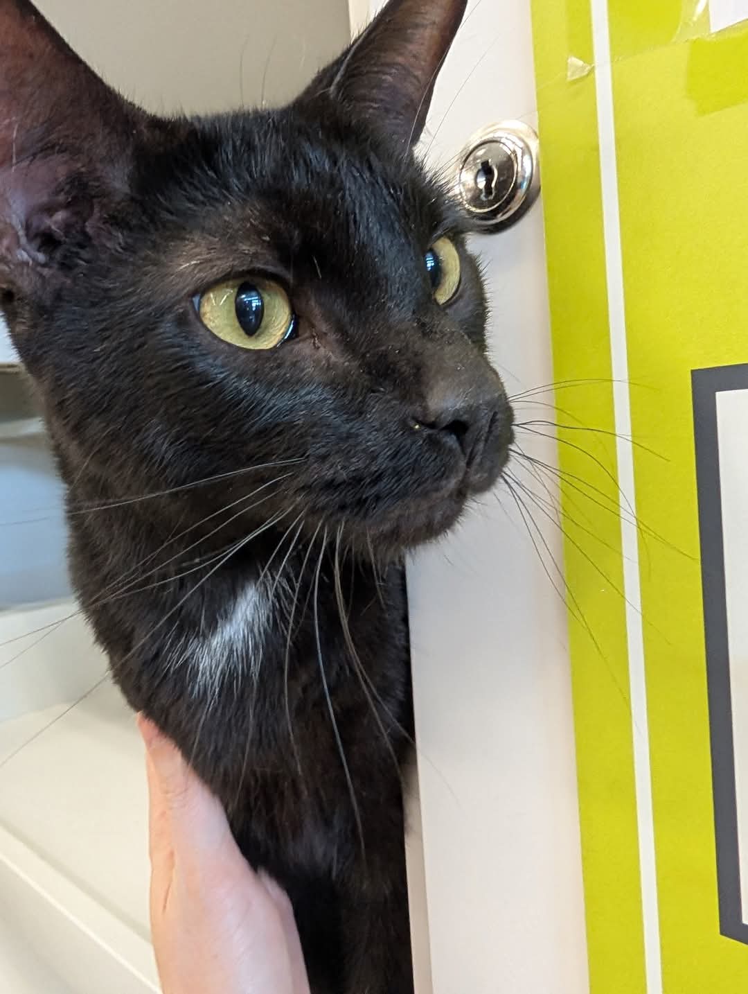 adoptable Cat in Harrisburg, PA named Prince