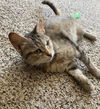 adoptable Cat in harrisburg, PA named Willow