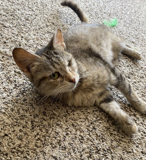 Willow, Young Domestic Short Hair (short coat), cat for adoption in Lancaster, Pennsylvania