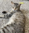 Willow - Photo 3