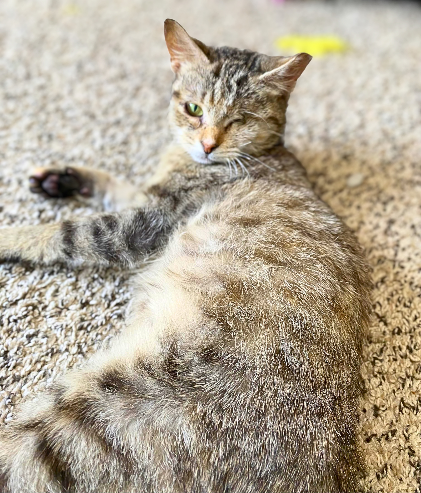 Willow, photo 5