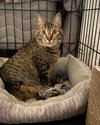 Eileen (Tripod & Gentle Hearted Warrior) - Photo 9