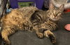 Eileen (Tripod & Gentle Hearted Warrior) - Photo 5