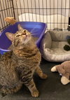 Eileen (Tripod & Gentle Hearted Warrior) - Photo 3