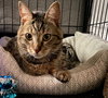 Eileen (Tripod & Gentle Hearted Warrior) - Photo 6