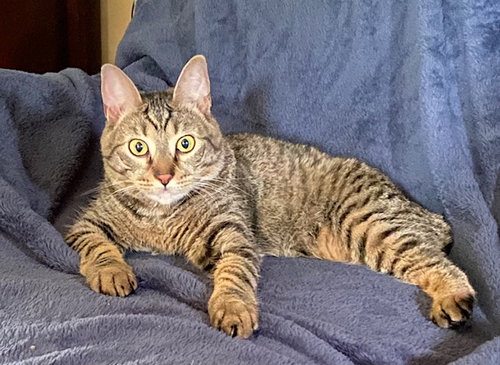 picture of the cat needing adoption