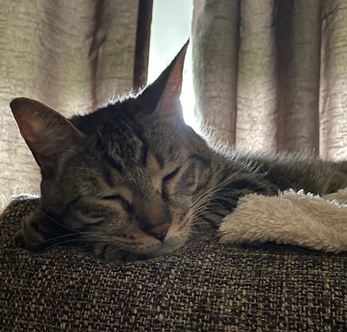 EILEEN (TRIPOD & GENTLE HEARTED WARRIOR) - Domestic Short Hair available for adoption