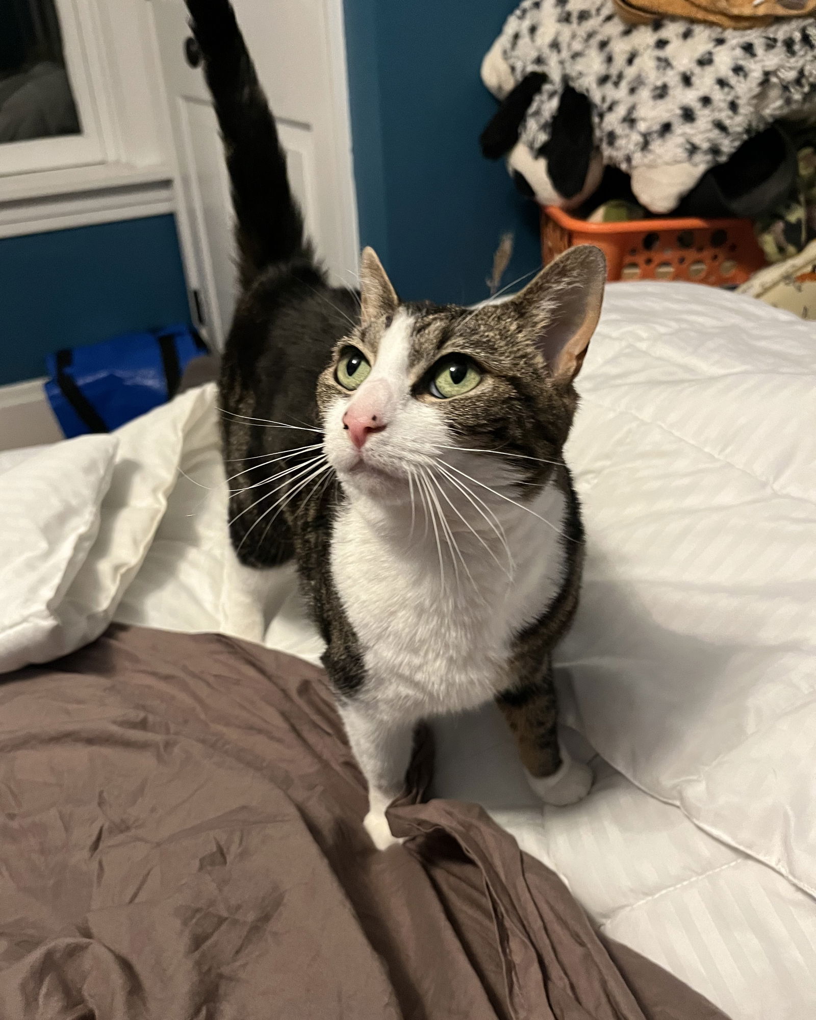 adoptable Cat in Harrisburg, PA named Leilani (gentle and quiet lap cat)
