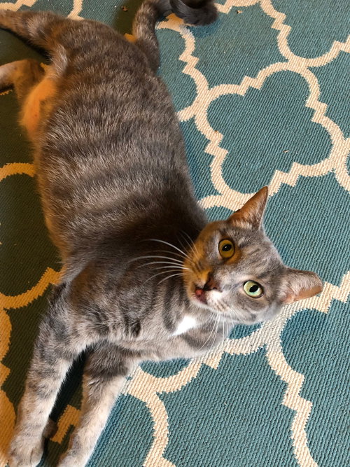 picture of the cat needing adoption