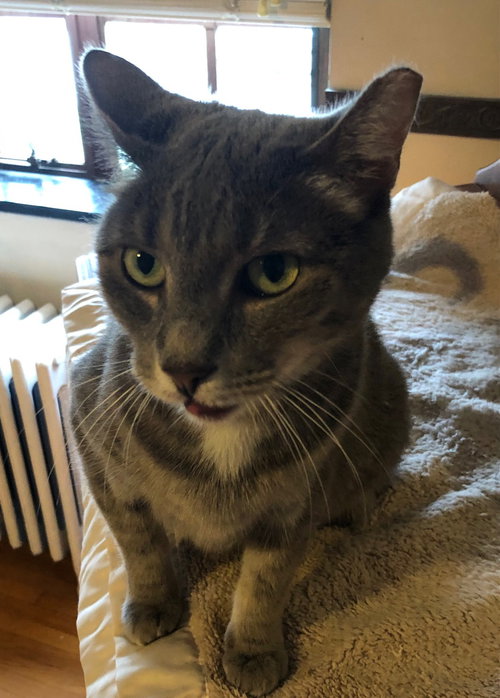 AUDI - Domestic Short Hair available for adoption