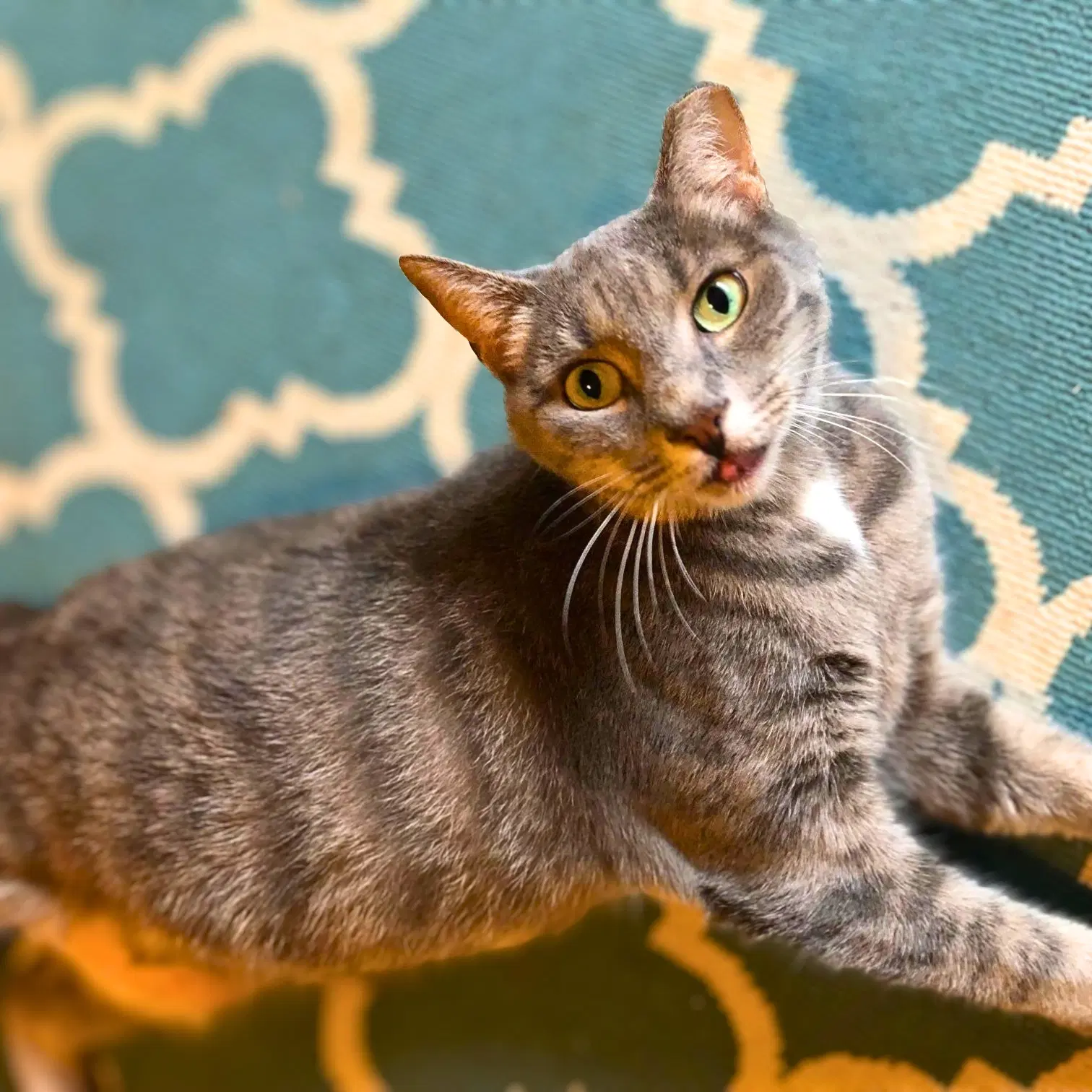 Audi - Domestic Short Hair