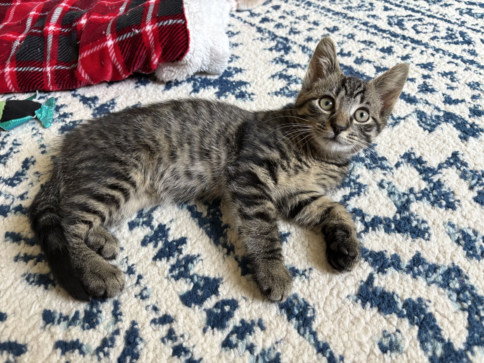 adoptable Cat in Harrisburg, PA named Mahi