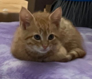 adoptable Cat in Harrisburg, PA named Mako