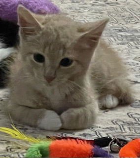 adoptable Cat in Harrisburg, PA named Marlin