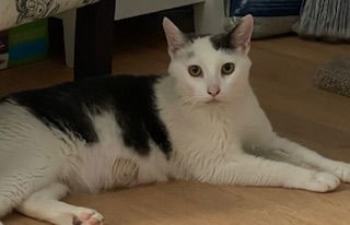adoptable Cat in Harrisburg, PA named Mrs. Garrett (super momma)