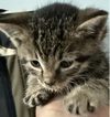adoptable Cat in Harrisburg, PA named Dobby