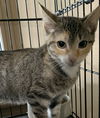 adoptable Cat in Harrisburg, PA named Arya