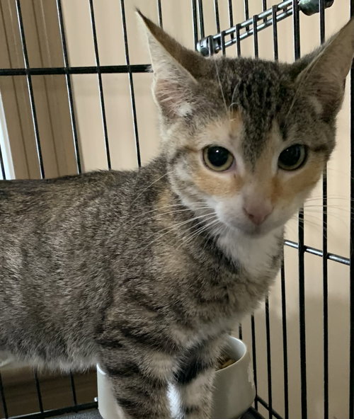 ARYA - Domestic Short Hair available for adoption