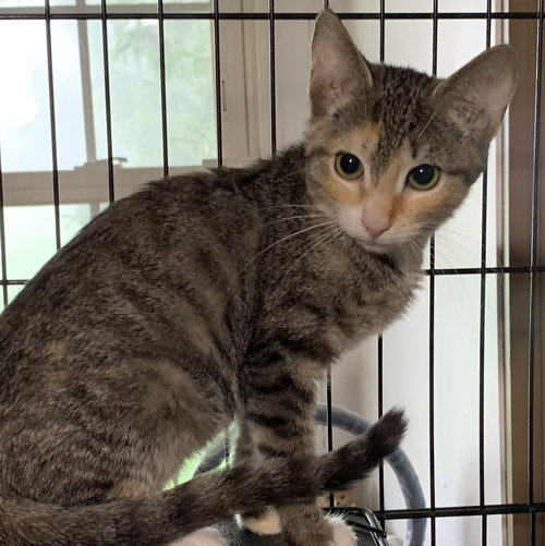 ARYA - Domestic Short Hair available for adoption