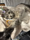 adoptable Cat in harrisburg, PA named Hyssop